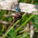 Common Blue Damselfly Face