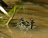 Broad-bodied Chaser Ovipositing