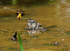 Broad-bodied Chaser Ovipositing