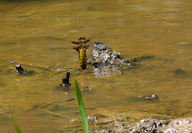 Broad-bodied Chaser Ovipositing