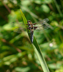 Broad-bodied Chaser