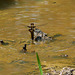 Broad-bodied Chaser Ovipositing