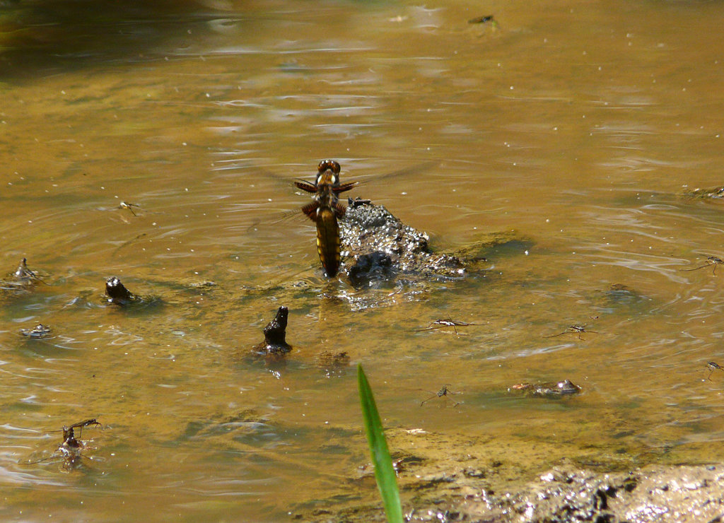 Broad-bodied Chaser Ovipositing
