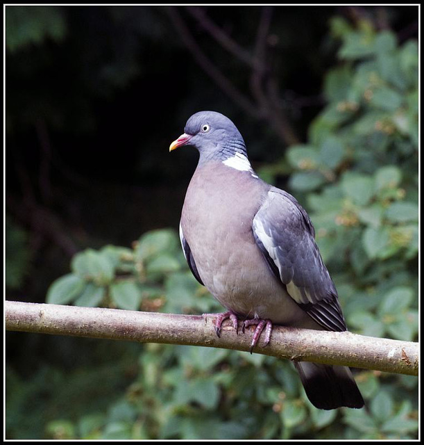 Wood Pigeon in the garden