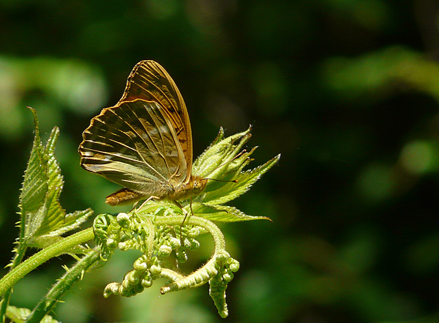 Silver-washed Fritillary Butterfly