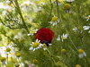 Poppy & Daisy