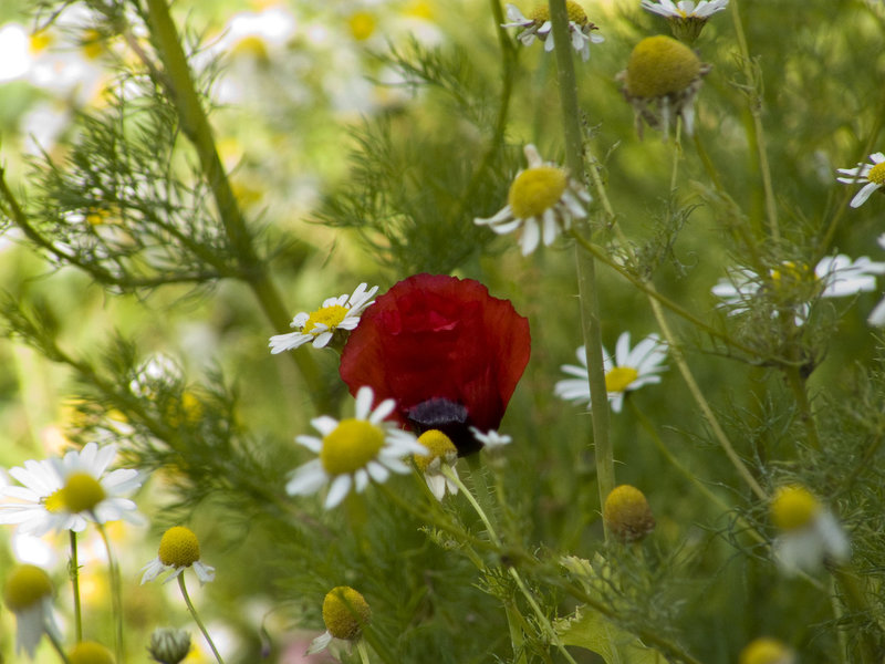 Poppy & Daisy