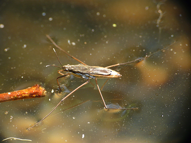 Pond Skater