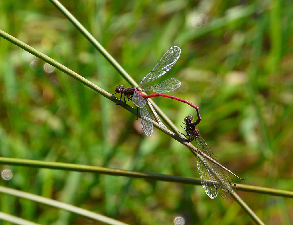 Large Red Damselflies