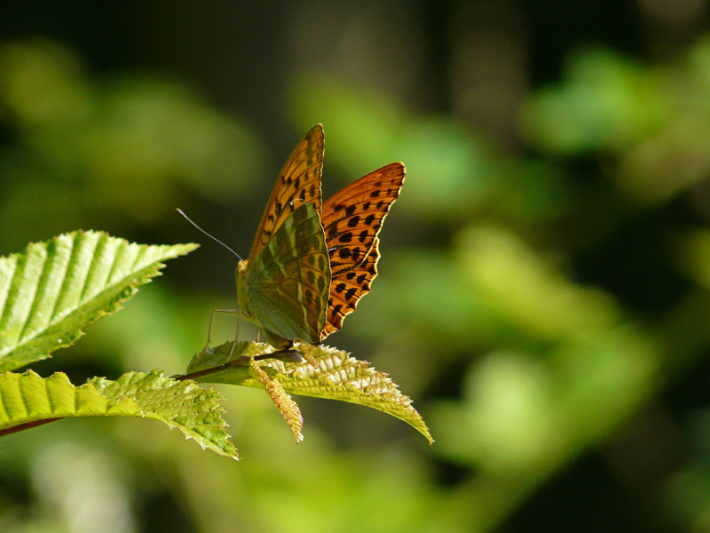 Silver-washed Fritillary Butterfly