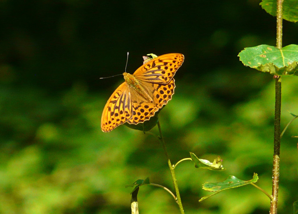 Silver-washed Fritillary Butterfly