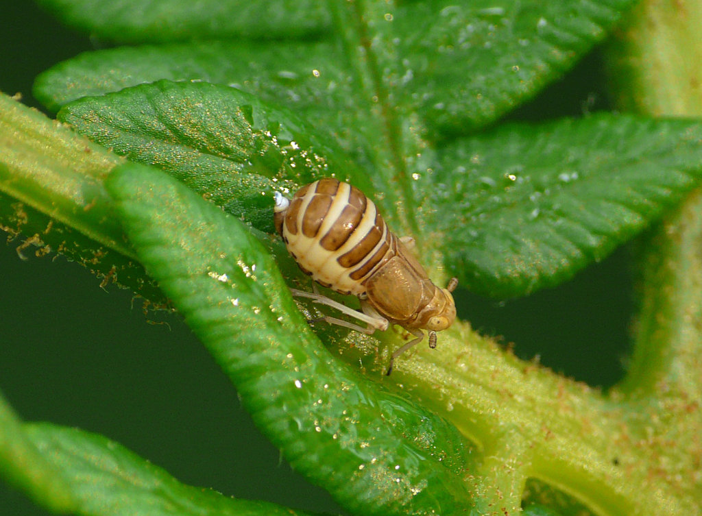 Leafhopper