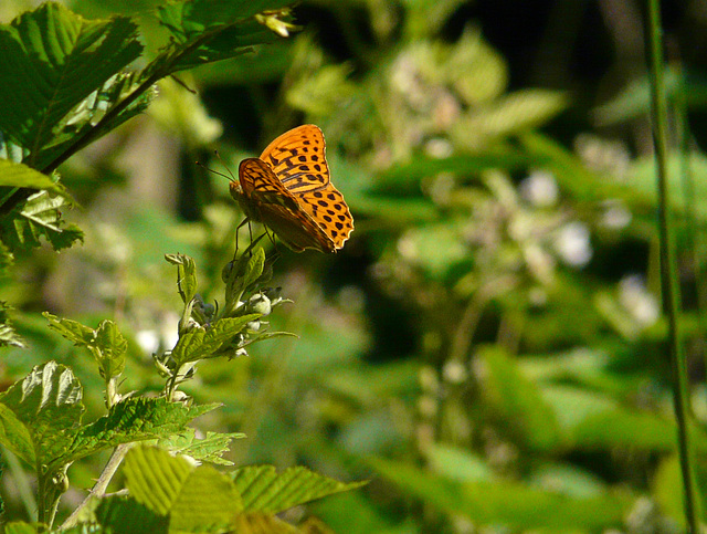 Silver-washed Fritillary Butterfly