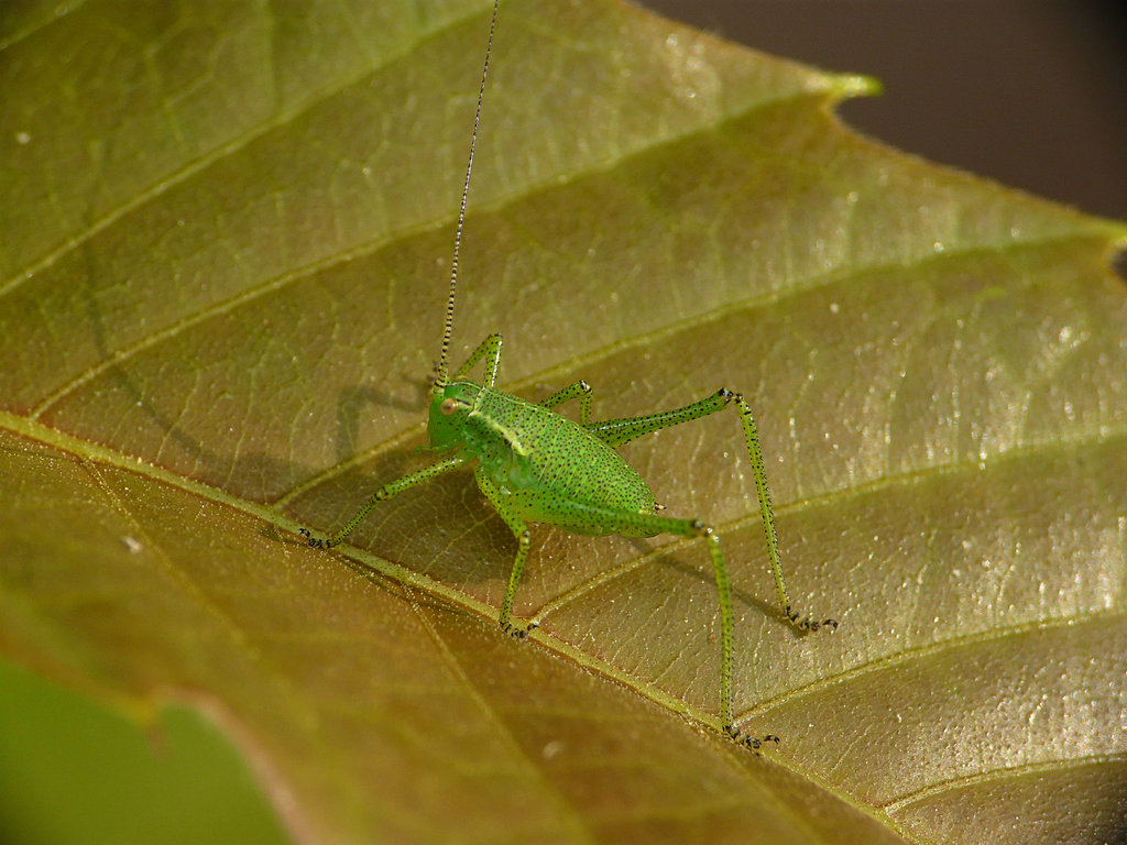 Speckled Bush-cricket