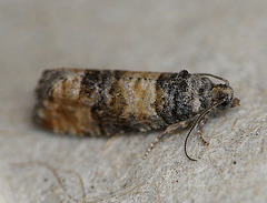 Piniphila bifasciana Moth