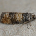 Piniphila bifasciana Moth