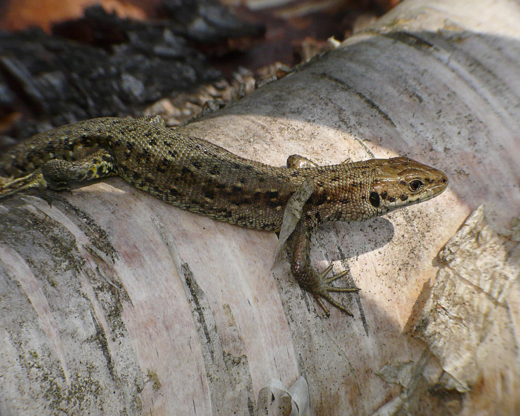 Common Lizard