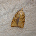 Aleimma loeflingiana Moth