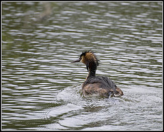 Great Crested Grebe at Lakeside Eastleigh