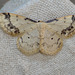 Treble Brown Spot Moth