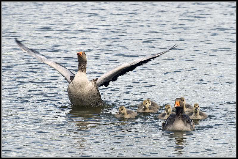 Greylag Geese with Goslings at Lakeside Eastleigh