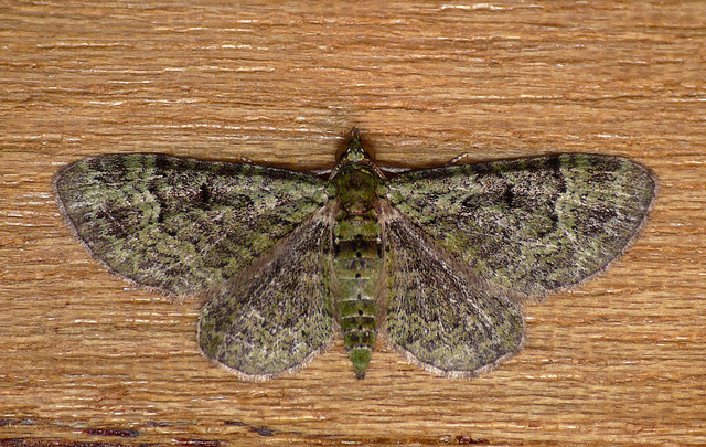 Green Pug Moth