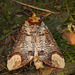 Buff-tip Moth Open