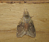 Lobster Moth Top