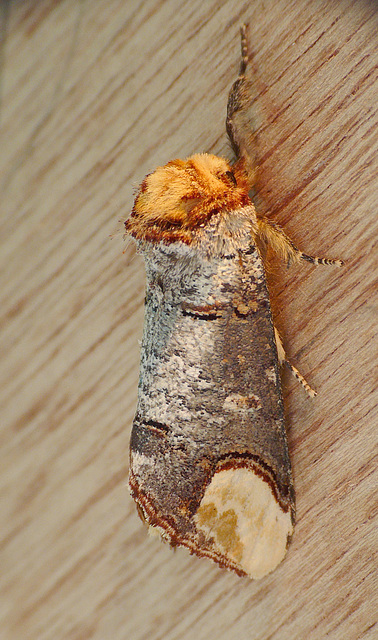 Buff-tip Moth Sprawled