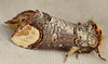 Buff-tip Moth