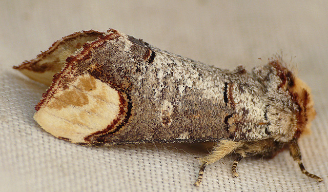 Buff-tip Moth