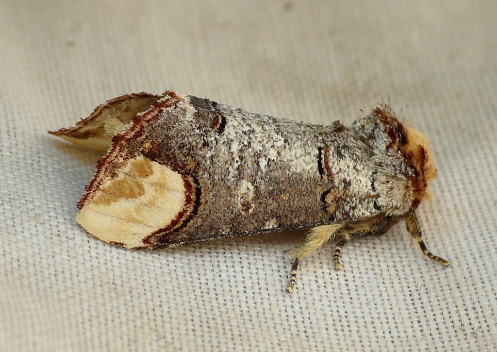 Buff-tip Moth