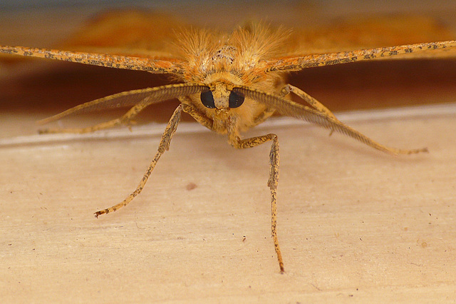 Orange Moth Face