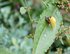 Emerging Ladybird Side