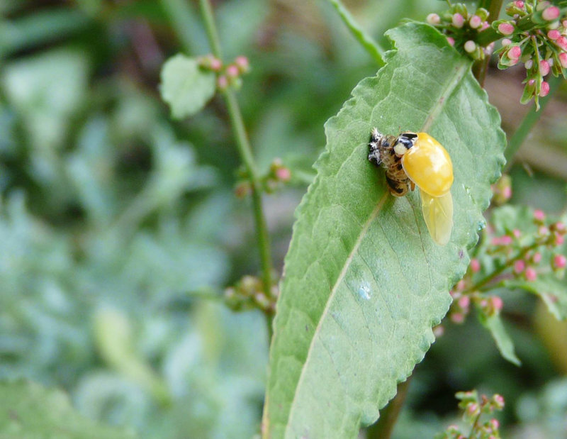 Emerging Ladybird Side