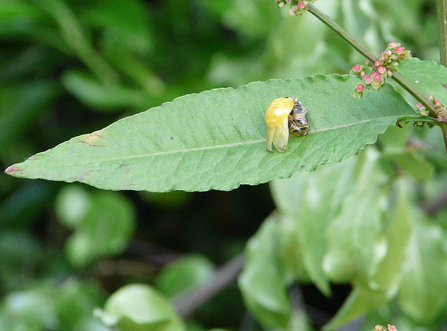 Emerging Ladybird Top