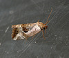 Rosy Marbled Moth