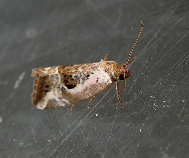 Rosy Marbled Moth