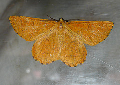 Orange Moth