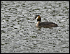 Great Crested Grebe at Lakeside Eastleigh