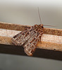 True Lover's Knot Moth