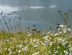 Daisies