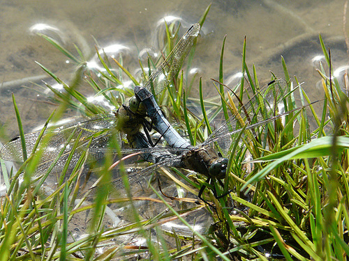 Black Tailed Skimmer Mating Pair -Top