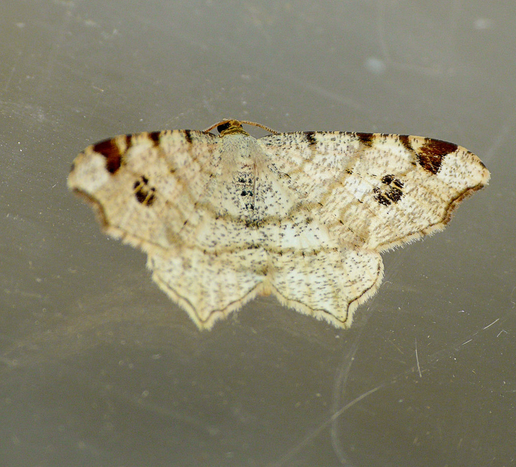 Peacock Moth