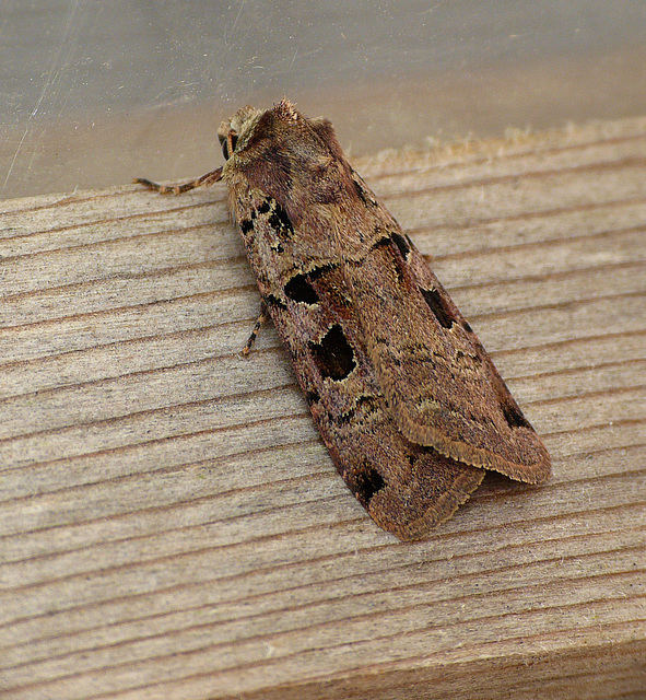 Double Square-spot Moth