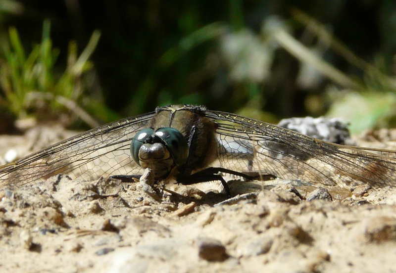 Black Tailed Skimmer Male -Front