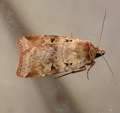Ingrailed Clay Moth