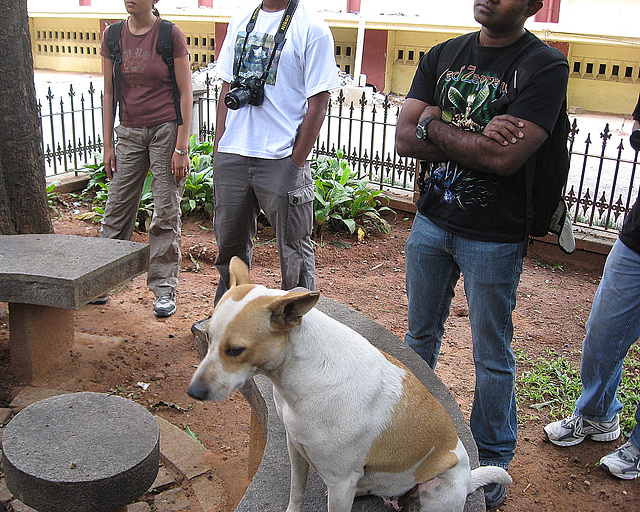 Attentive dog