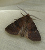 Brown Rustic Moth