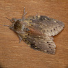 Lobster Moth